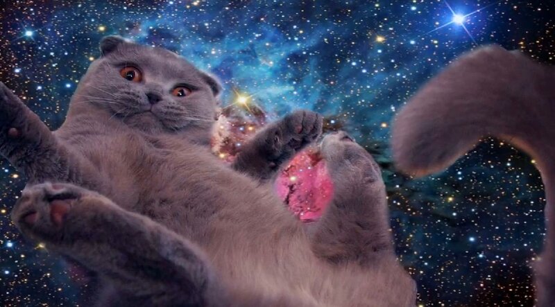 Gray Cat in Space