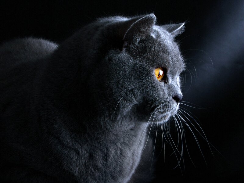 gray cat in spotlight