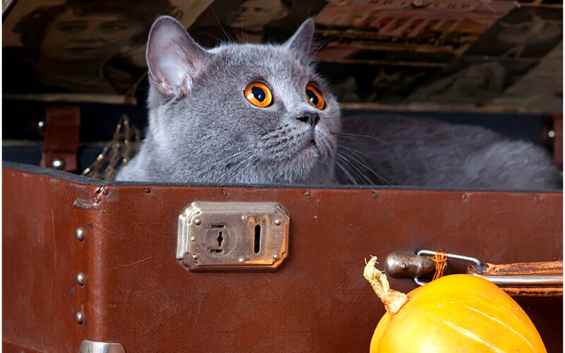 Gray Cat in Suitcase