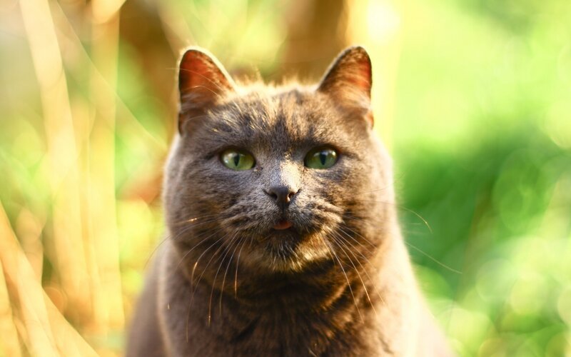 gray cat in sunlight