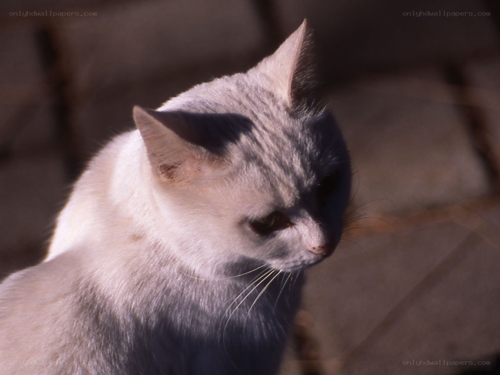 gray cat in sunlight