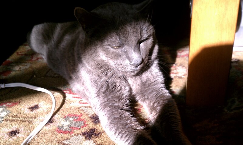 gray cat in sunlight