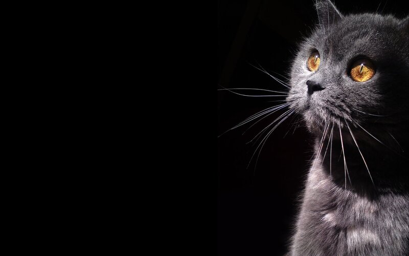 Gray Cat in Sunlight — Black