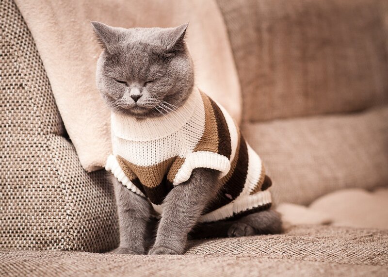 Gray Cat in Sweater — Calm