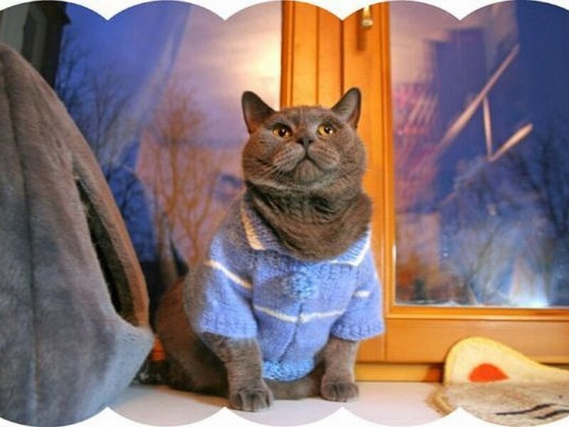 Gray Cat in Sweater