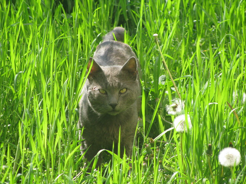 Gray cat in tall grass