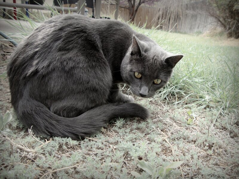 gray cat in the grass