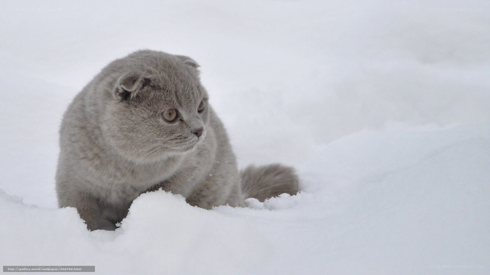 Gray cat in the snow