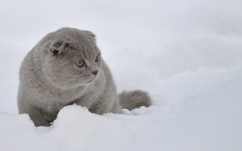 Gray cat in the snow