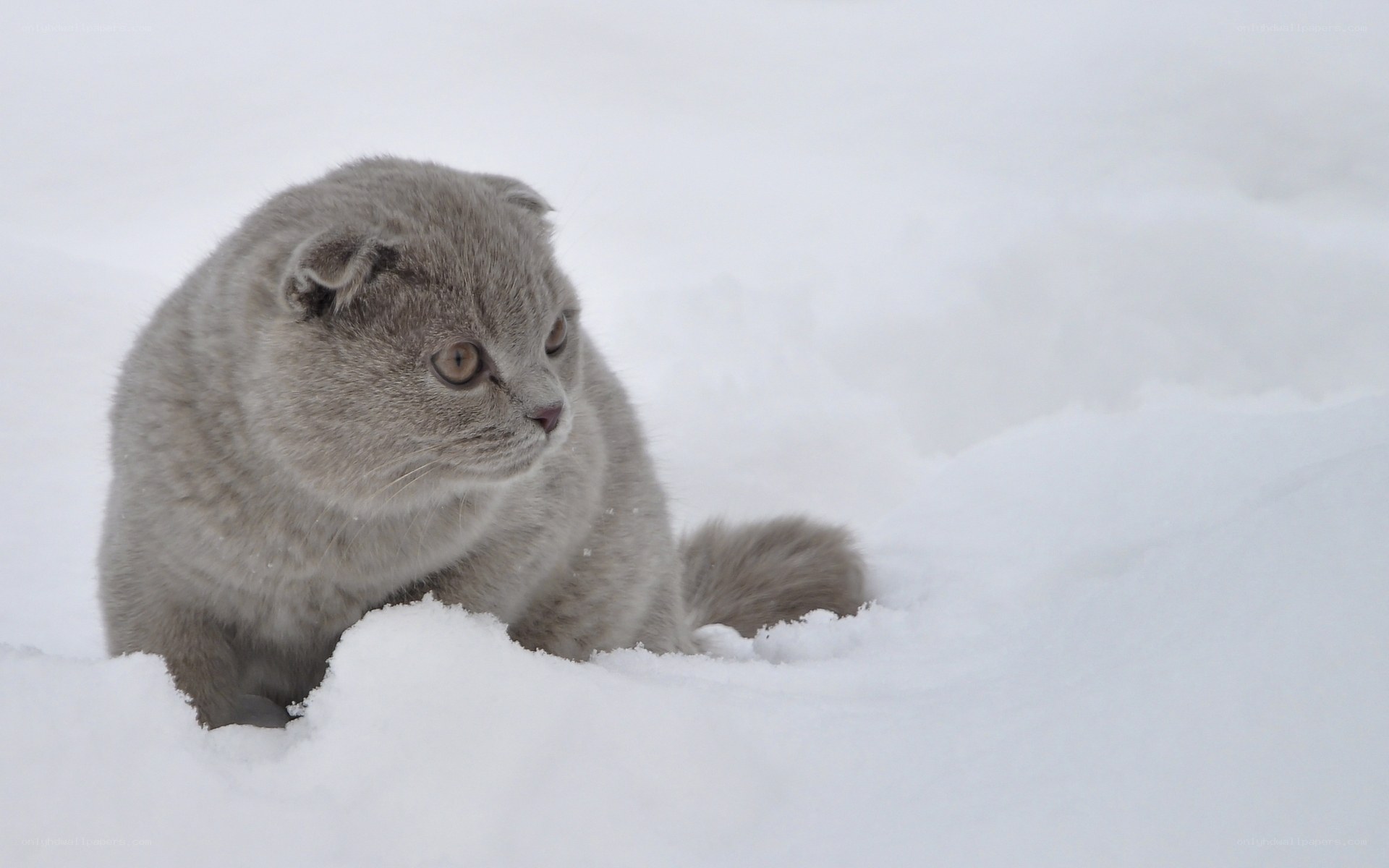 Gray cat in the snow