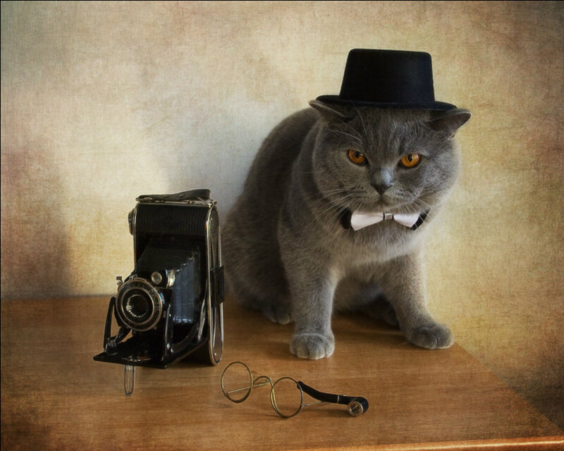 Gray Cat in Top Hat