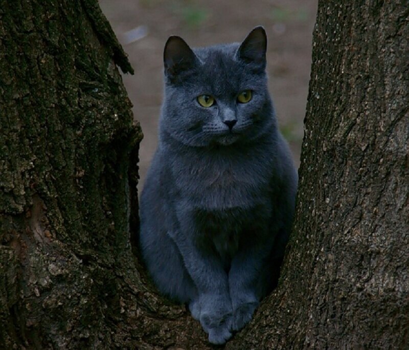 Gray Cat in Tree — Alert