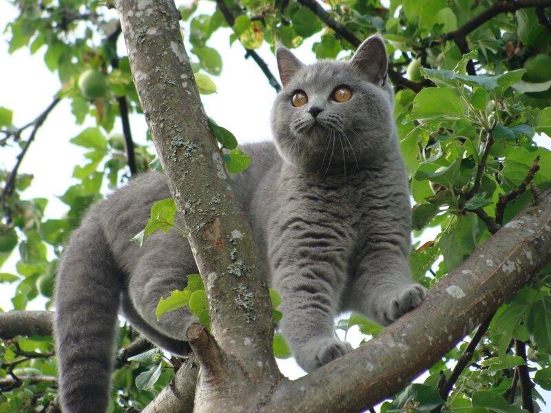 Gray Cat in Tree — Calm, Afternoon