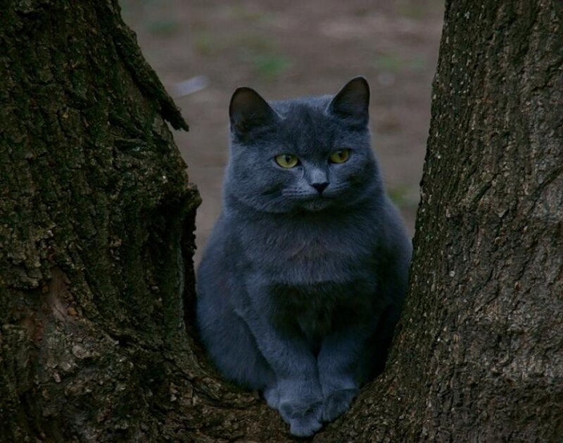 Gray Cat in Tree — Calm