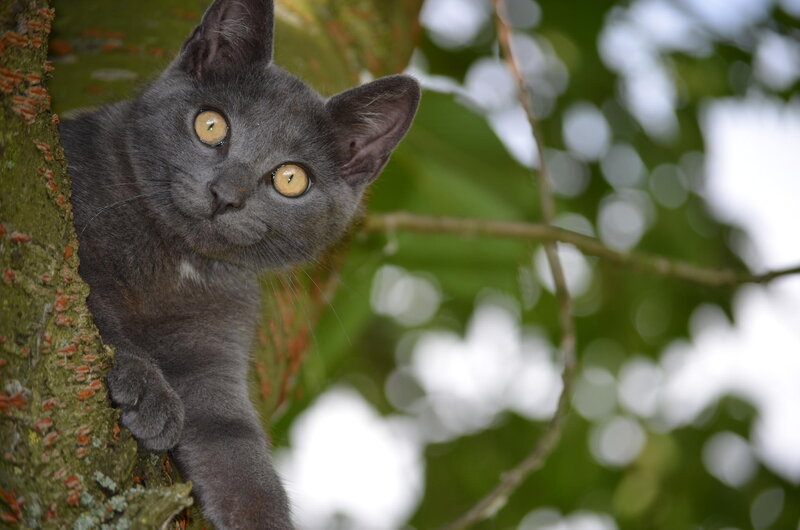 Gray Cat in Tree — Curious