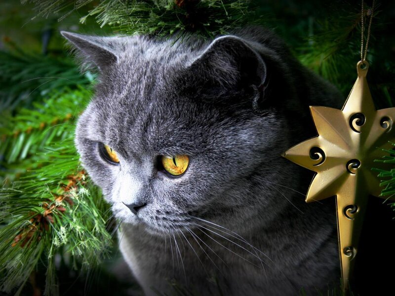 Gray Cat in Tree