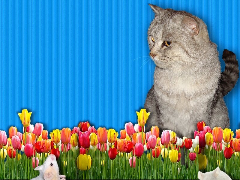 Gray Cat in Tulip Field