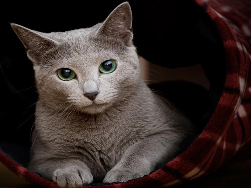 Gray Cat in Tunnel