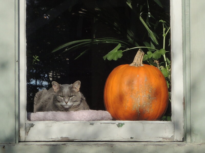 Gray Cat in Window