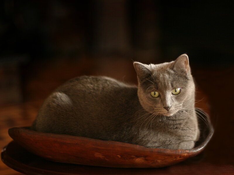Gray Cat in Wooden Bowl