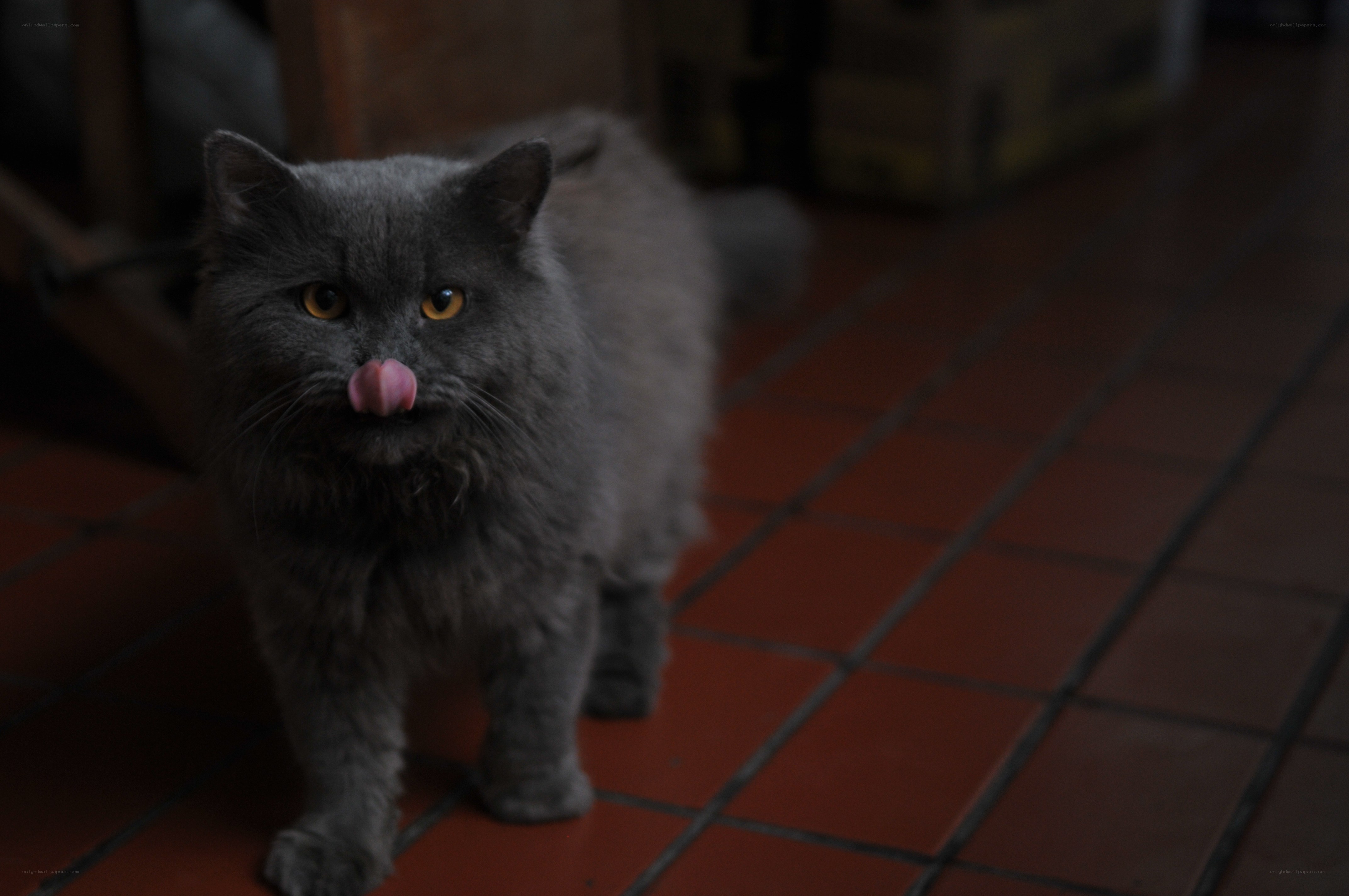 gray cat licking its nose