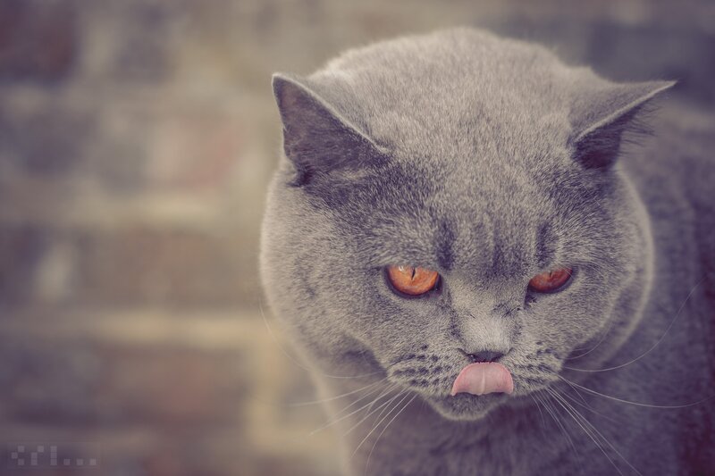 Gray Cat Licking Nose — Calm
