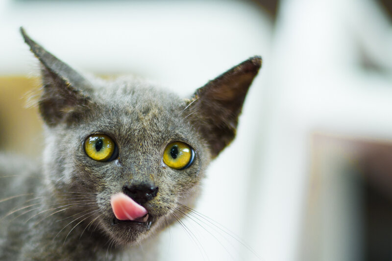 Gray Cat Licking Nose — Curious
