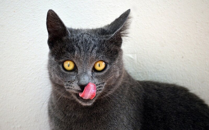 Gray Cat Licking Nose — Playful