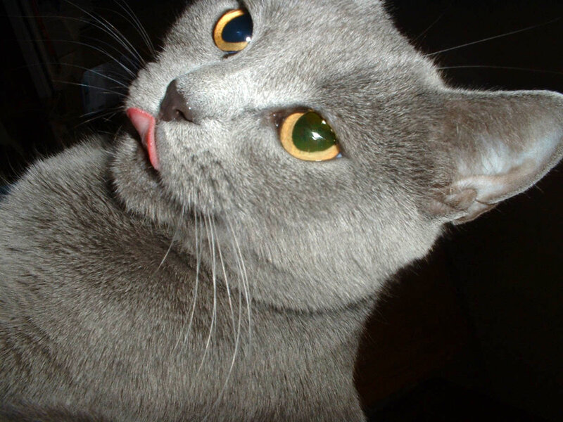 Gray Cat Licking Nose