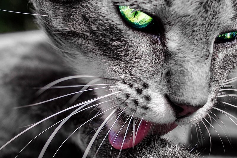 Gray Cat Licking Paw