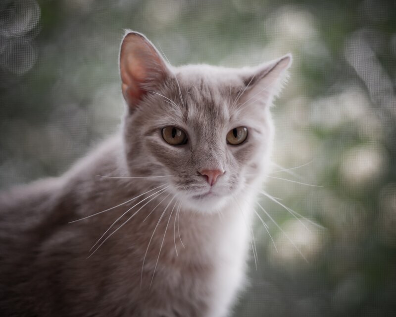 Gray Cat Looking at Camera — Calm