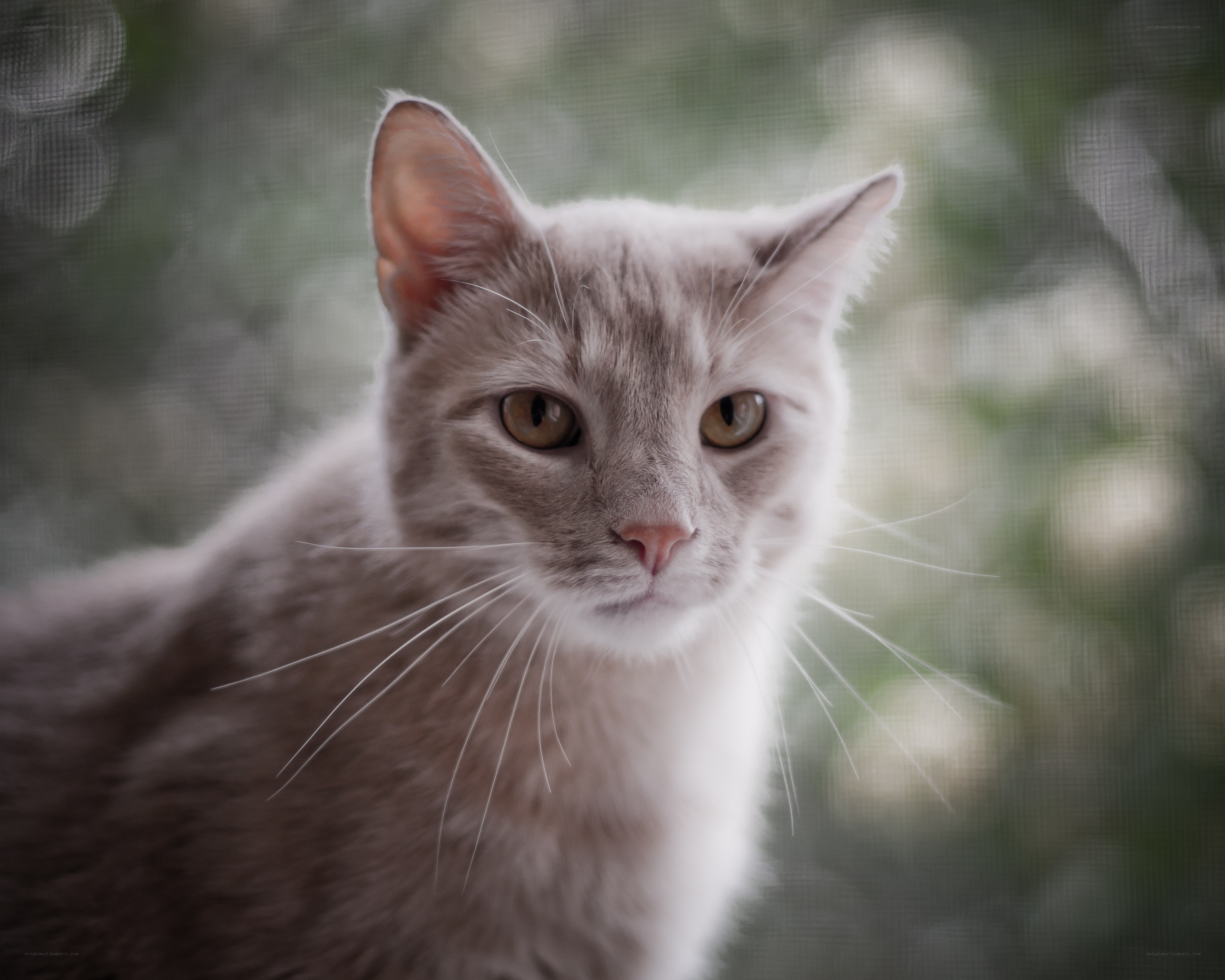 gray cat looking at camera