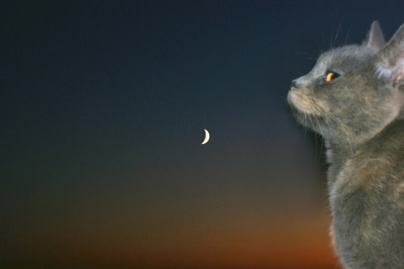Gray Cat Looking at Moon