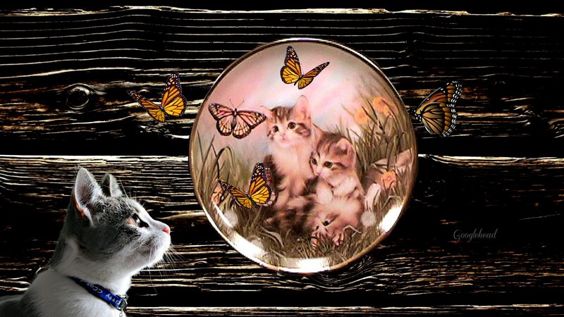 Gray Cat Looking at Plate