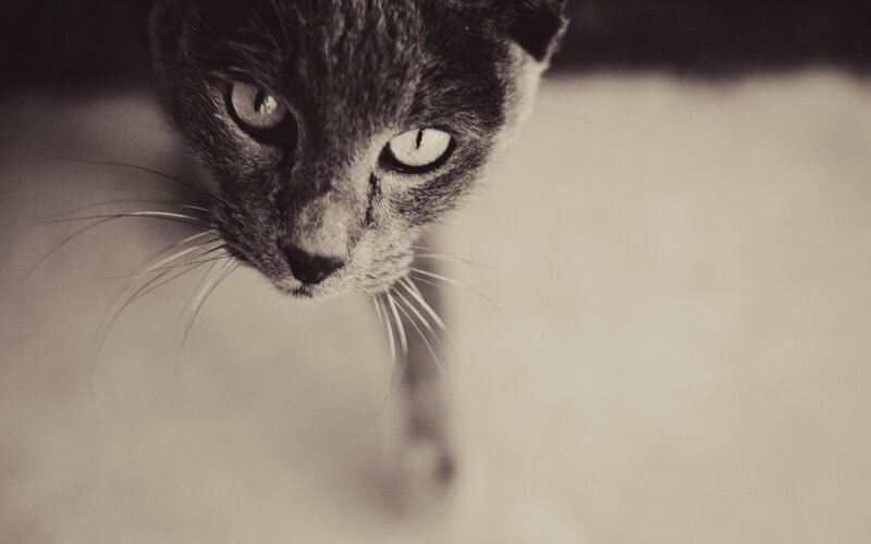 Gray Cat Looking Down