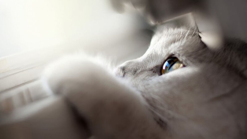 Gray Cat Looking Out
