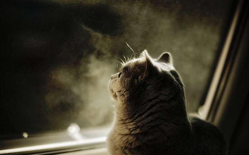 Gray Cat Looking Out Window