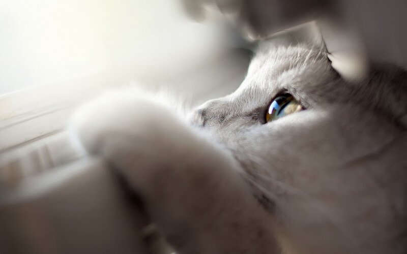 Gray Cat Looking Out Window — White