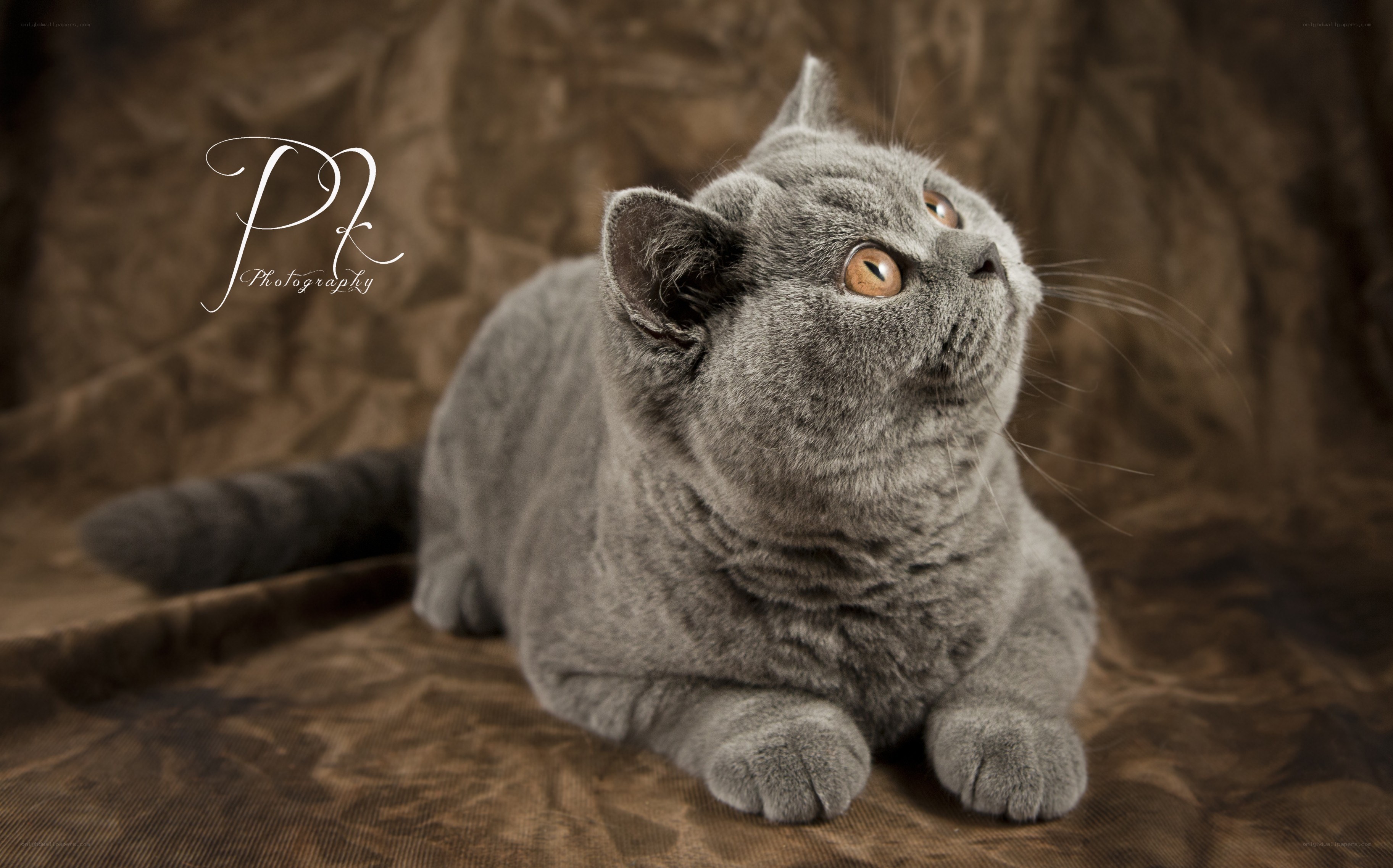 gray cat looking up