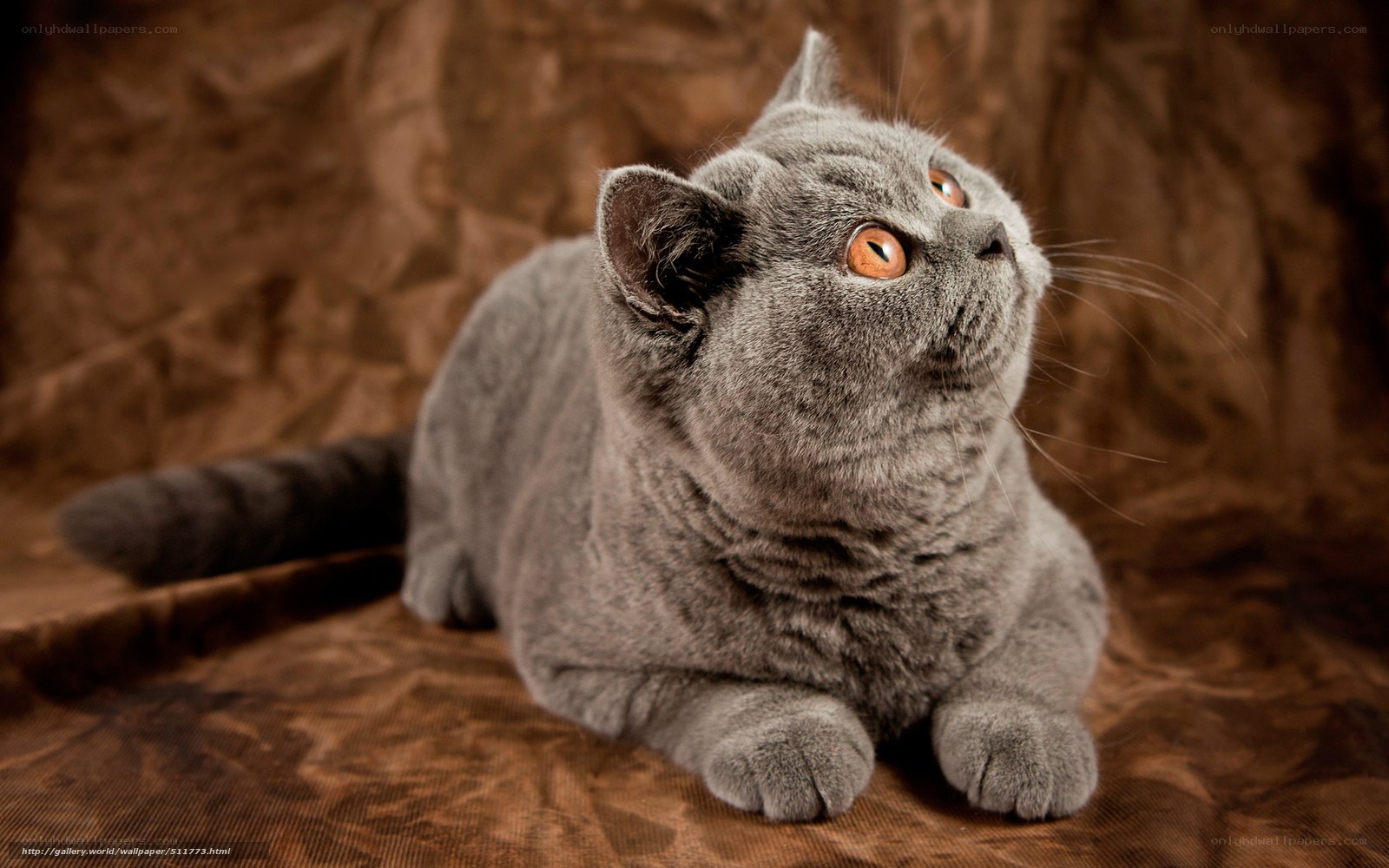 gray cat looking up