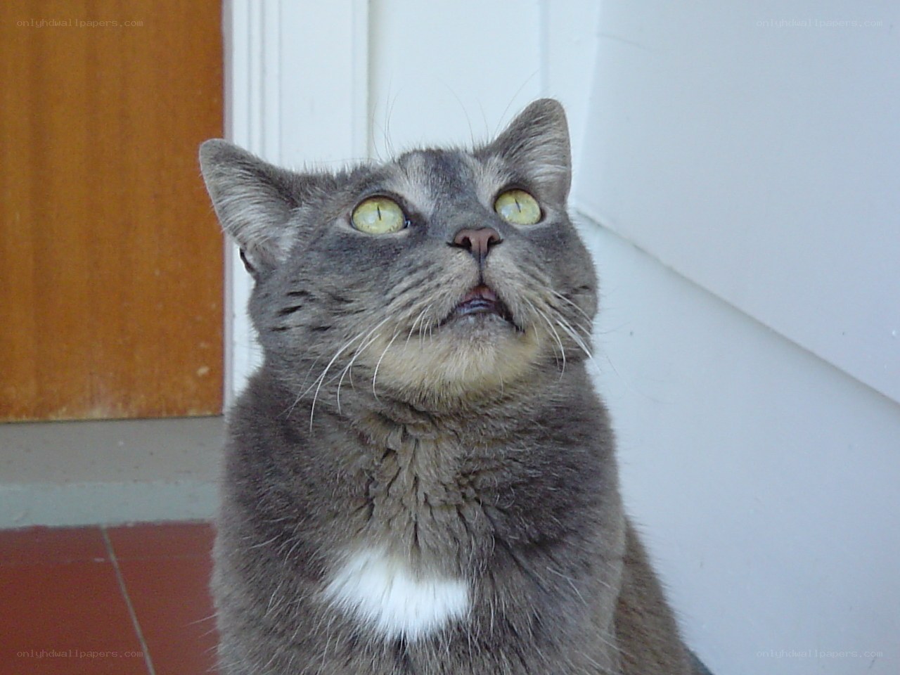 gray cat looking up