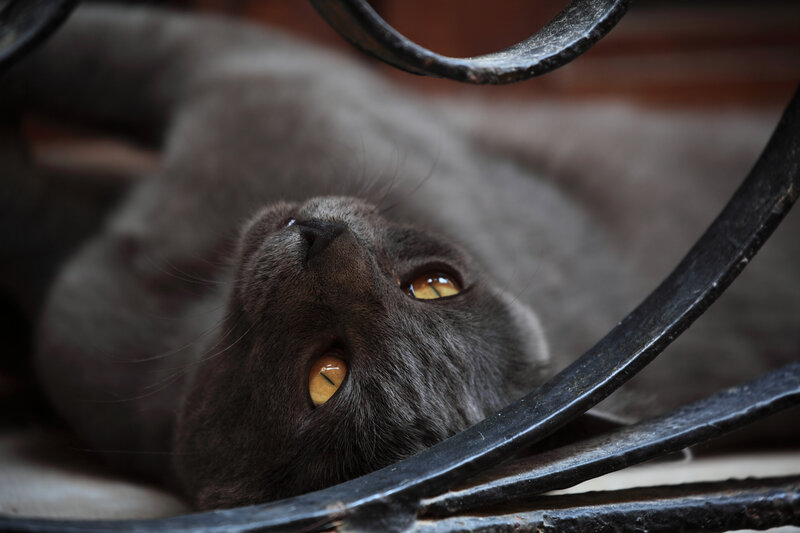 gray cat looking up
