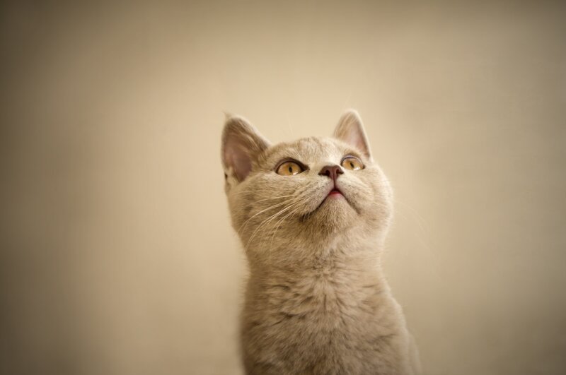 gray cat looking up