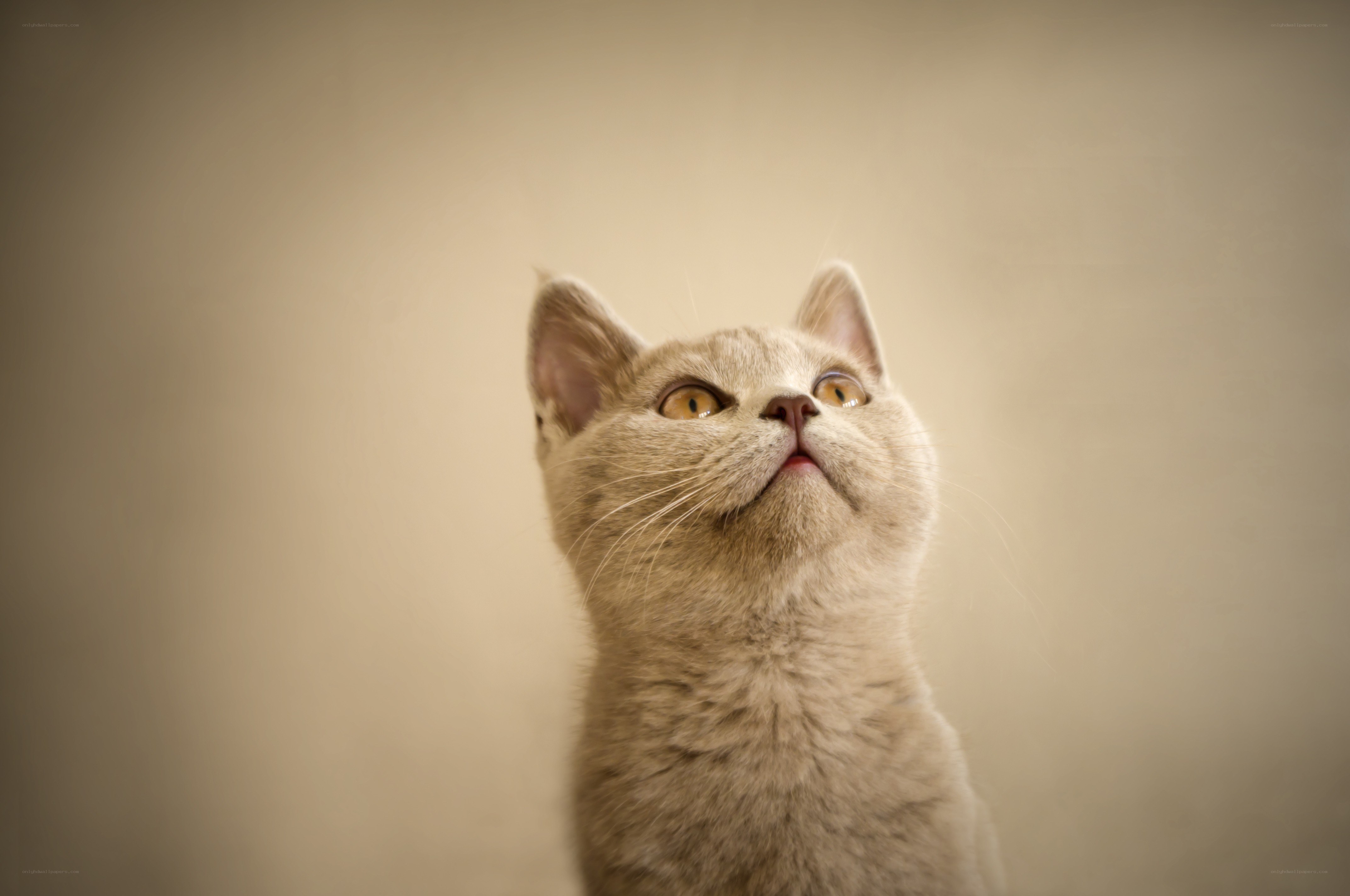 gray cat looking up