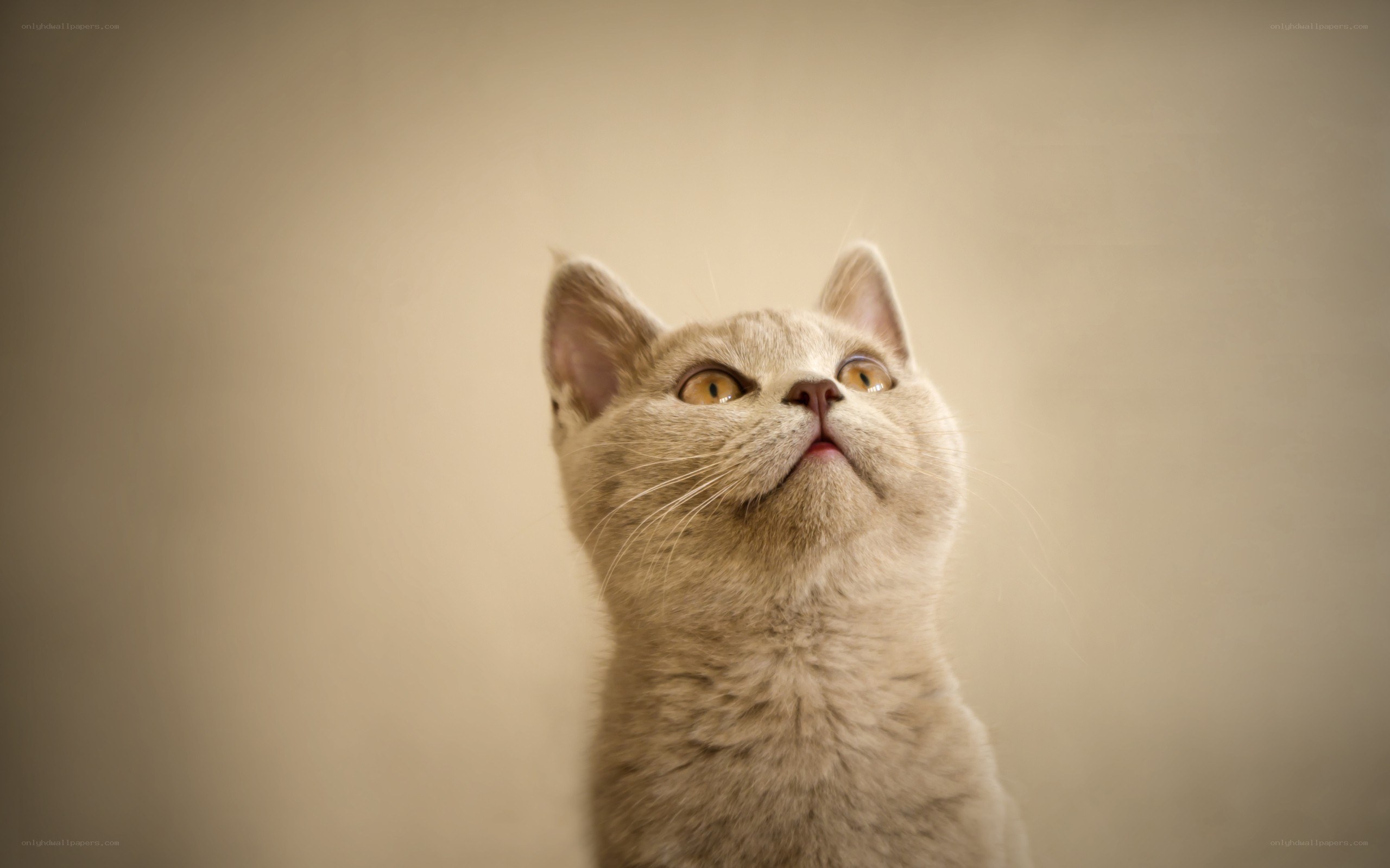 gray cat looking up