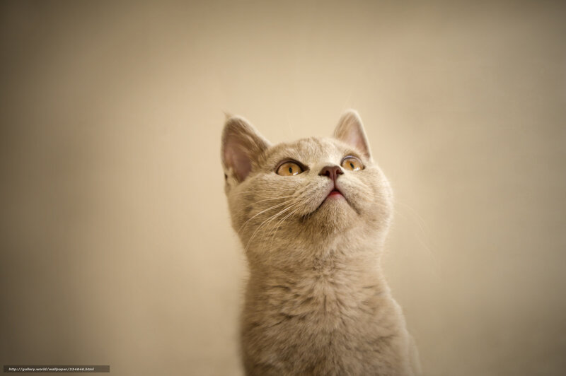 Gray Cat Looking Up — Beige, Curious, Photograph, Eyes