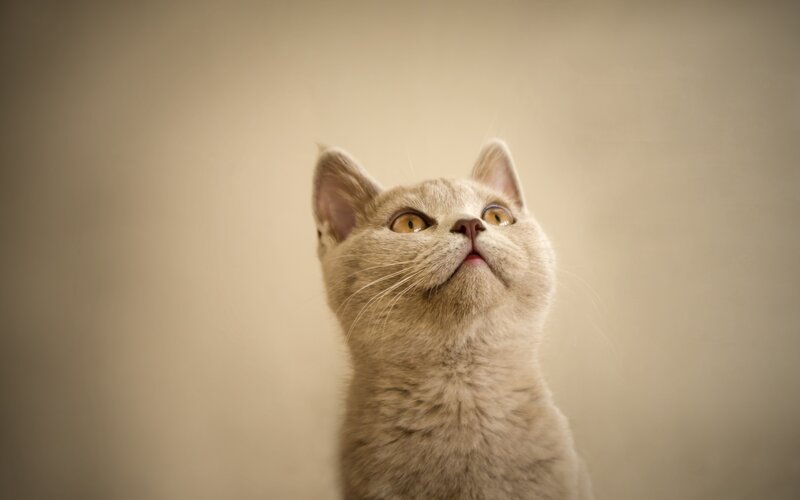 Gray Cat Looking Up — Beige, Curious, Photograph, Eyes, Whiskers, Brown