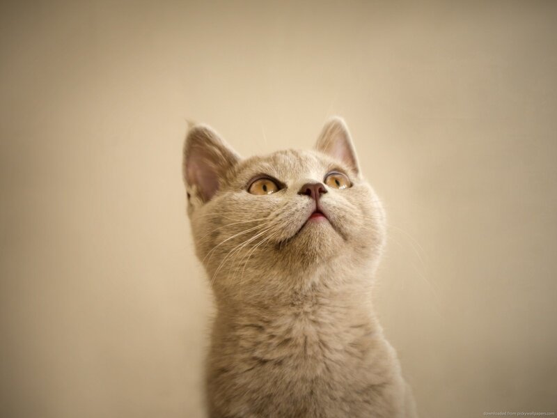 Gray Cat Looking Up — Beige, Curious, Photograph