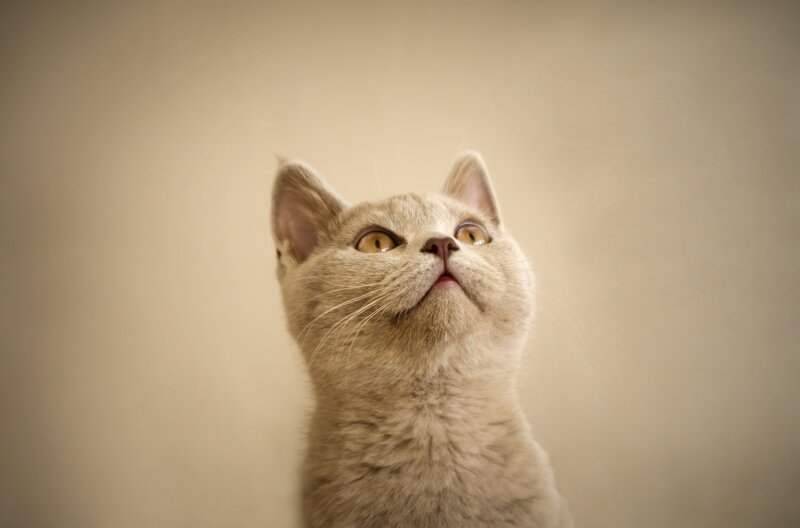 Gray Cat Looking Up — Beige, Curious