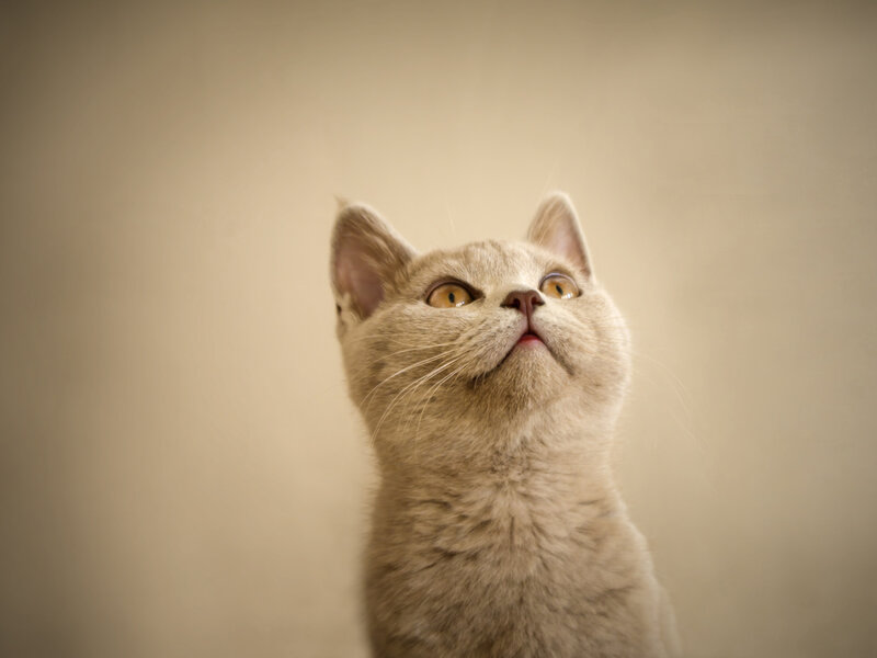 Gray Cat Looking Up — Beige